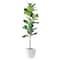 American Art Decor 5ft. Fiddle Fig Tree in White Ceramic Pot